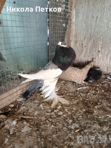 Седлати болани , снимка 8 - Гълъби - 53248857
