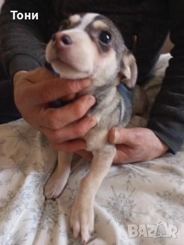 Чихуахуа Женско, снимка 6 - Чихуахуа - 53582398