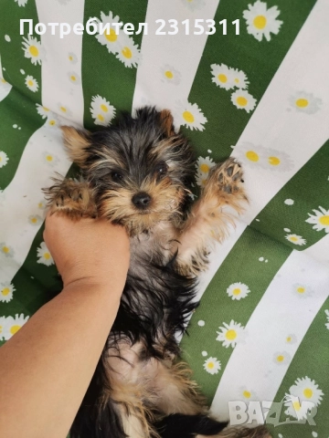 чисто кръвни йорки, снимка 3 - Йоркширски териер - 52239451