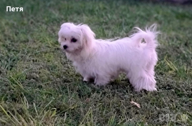 Малтийска болонка-момчета, снимка 6 - Пудели - 52971628