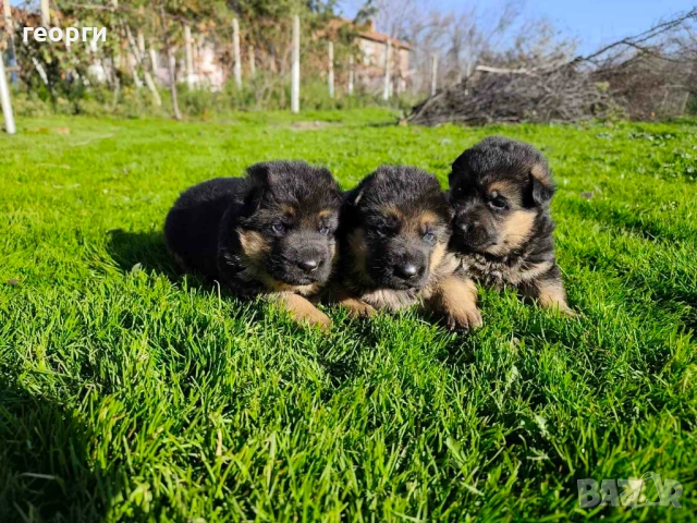 Малки Немски Овчарки, снимка 6 - Немска овчарка - 52824581