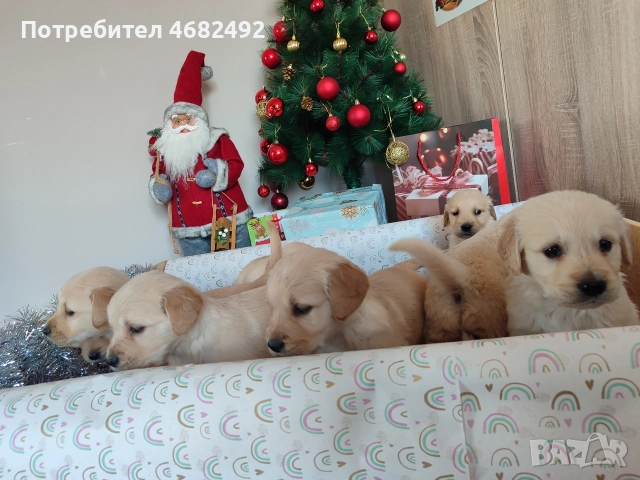 Голдън ретривър , снимка 2 - Голдън ретривър - 52794312