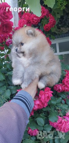 Померан, снимка 9 - Померан - 33251343