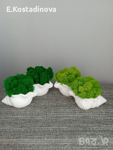 Малки керамични кашпи Раковина със скандинавски мъх, снимка 3 - Декорация за дома - 36512001