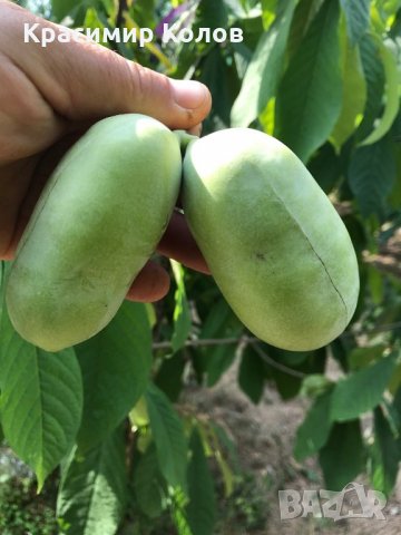 Индиански банан, Асимина трилоба, Asimina triloba,семена и растения, снимка 9 - Разсади - 27092676