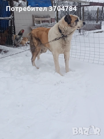 Продавам Сао алабай , снимка 13 - Алабай - 53312931