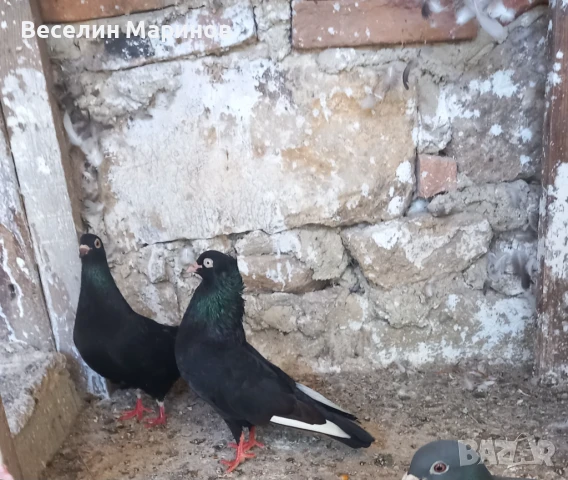 продавам  шуменски  гьлаби  и  американски храна4и, снимка 14 - Гълъби - 50969461