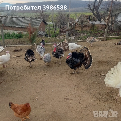 Яйца за люпене от Пуйки и Кокошки, снимка 13 - Кокошки и пуйки - 53287481