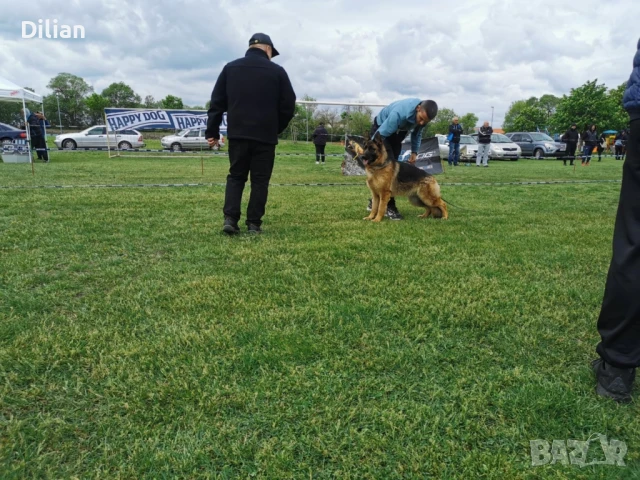 Продавам Малки Немски Овчарки, снимка 9 - Други - 51317897