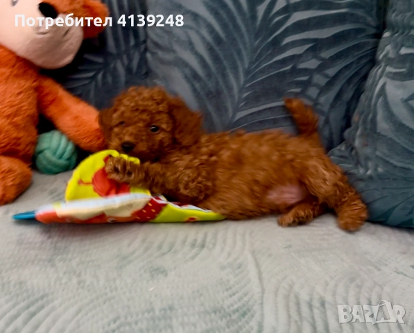 Чистокръвно женско мини пуделче