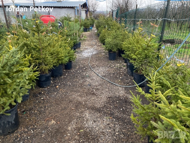 Смърч, Ела , Бор