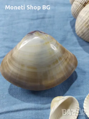 Океански дарове., снимка 6 - Други ценни предмети - 49014543