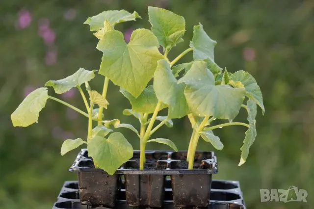 ТОРФ ФИБРИ -Руското Чудо екстракт от торф обогатен с микро елементи.. Съдържа важни растителни храни, снимка 3 - Тор и почвени смеси - 50429985