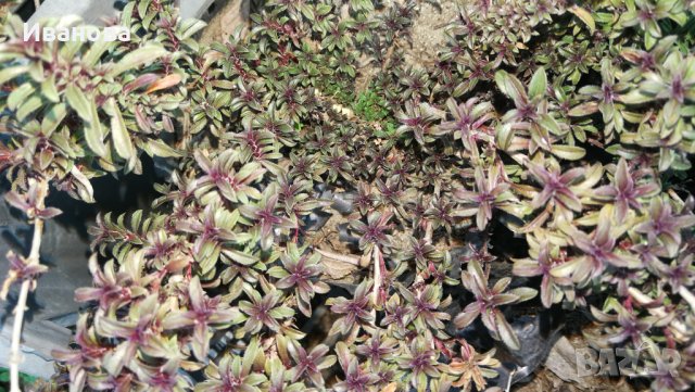 Балканска чубрица, снимка 2 - Градински цветя и растения - 28159862