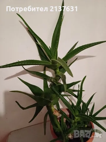 ГОЛЯМО АЛОЕ  - Височина 60 см, снимка 1