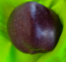 Семки тъмночервена гръцка ябълка 💥, снимка 2