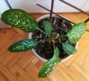 Дифенбахия-стайно растение, снимка 10