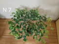 Продавам фикуси бенджамин 25-65 лв., снимка 8
