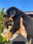 Ротвайлери , снимка 8