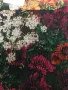 Дамска блуза Desigual, снимка 2