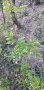 Каталпа - дръвче за озеленяване, снимка 1 - Градински цветя и растения - 27320101