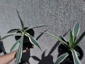 🌿 💞🌼 Столетник (Agave americana ‘Variegata’), снимка 4