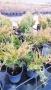 Хвойна Старо Злато, Juniperus Old Gold, вечнозелен и студоустойчив, снимка 9
