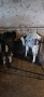 Продавам 2бр мъжки телета , снимка 7