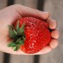Ягода Максим - Strawberry Maxim Ягода гигант с прекрасен вкус и лесна за отглеждане, снимка 2