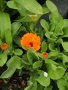 Предлагам разсад невен, снимка 1 - Градински цветя и растения - 40485305