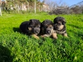 Малки Немски Овчарки, снимка 6