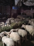 Агнета и Овце , снимка 3
