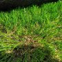 Изкуствена трева - 5 см, снимка 4