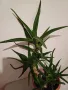 ГОЛЯМО АЛОЕ - Височина 60 см, снимка 4