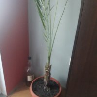 Финикови палми, снимка 2 - Стайни растения - 36768284