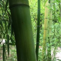 Бамбук гигантски hyllostachys bambusoides Madake , снимка 1 - Градински цветя и растения - 27535854
