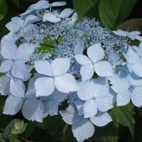 Синя Хортензия, Hydrangea  Blue Deckle, снимка 3 - Градински цветя и растения - 40075680