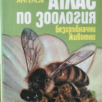 Атлас по зоология Безгръбначни животни - Павел Ангелов, снимка 1 - Енциклопедии, справочници - 28699631