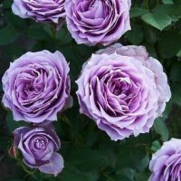 Роза 77 - вариант на гол корен, снимка 1 - Градински цветя и растения - 43273136