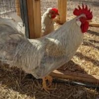 Крем Легбар, Опал Легбар, яйца и пилета, снимка 4 - Кокошки и пуйки - 42957928
