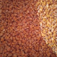 Продавам на Колхозен пазар царевица жито ечемик   пшеница, снимка 2 - За селскостопански - 26107934
