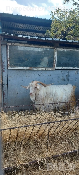 пръч , снимка 1