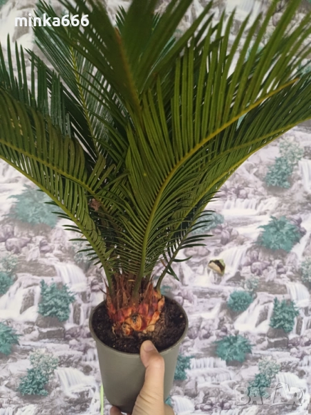 Цикас, снимка 1