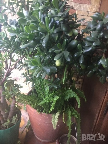 Дьрвото на живота , снимка 1