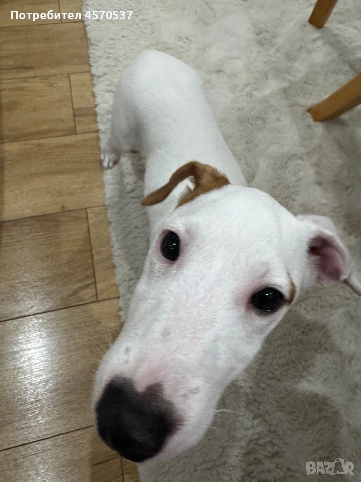 Продавам Джак Ръсел , снимка 1