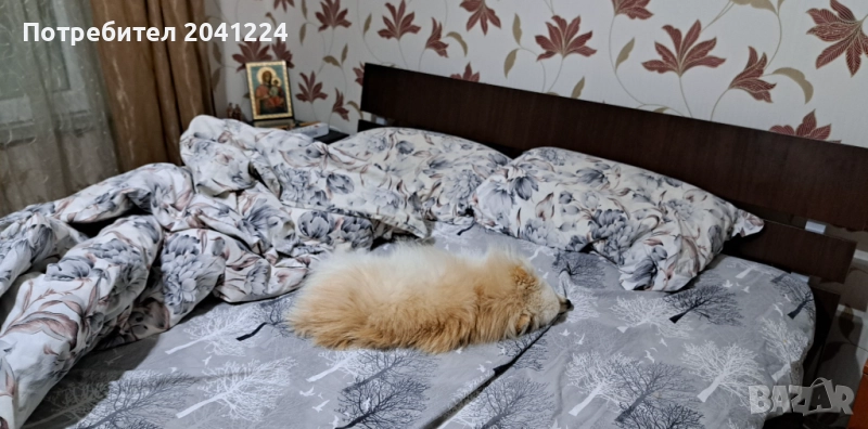 Продавам пумеран, снимка 1