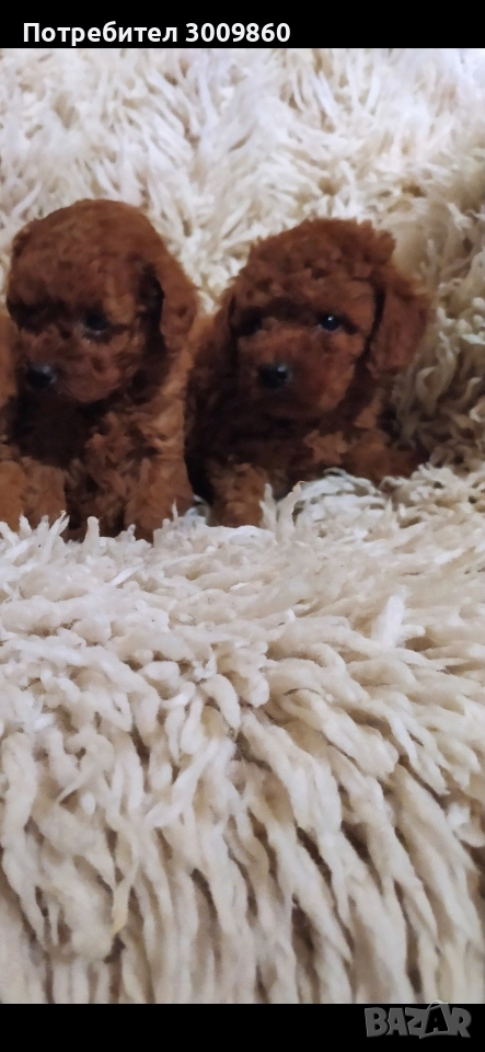 Той пудел , снимка 1