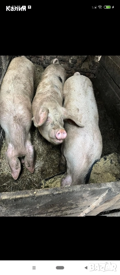 продавам домашни прасета , снимка 1