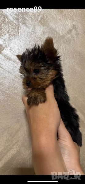 Йоркширски териер мини, снимка 1