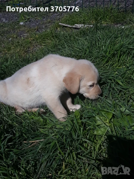 Лабрадор ретривър, снимка 1